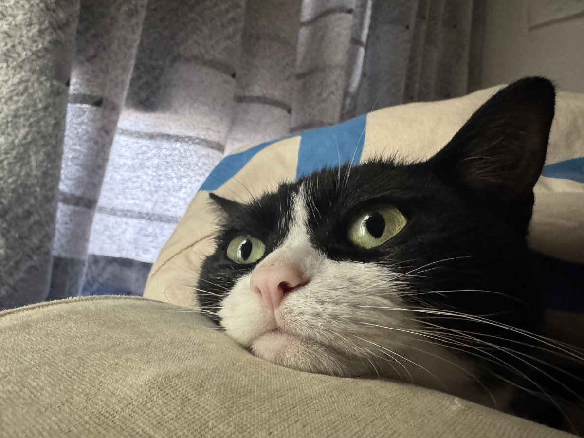 タトゥルヌス tweet media