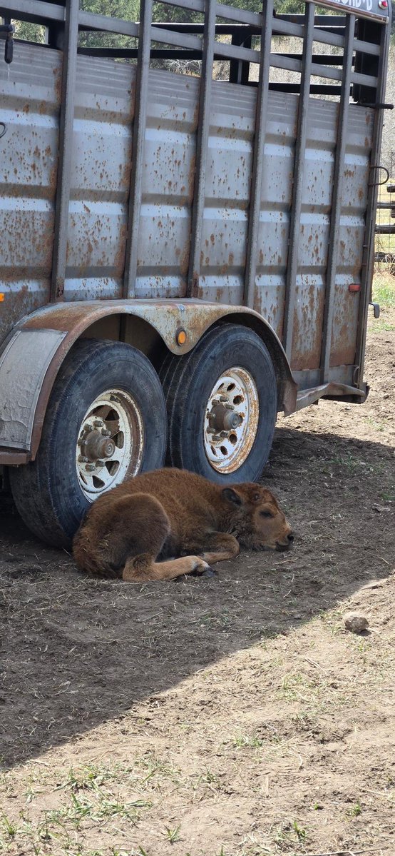 Charles Hoskinson tweet media