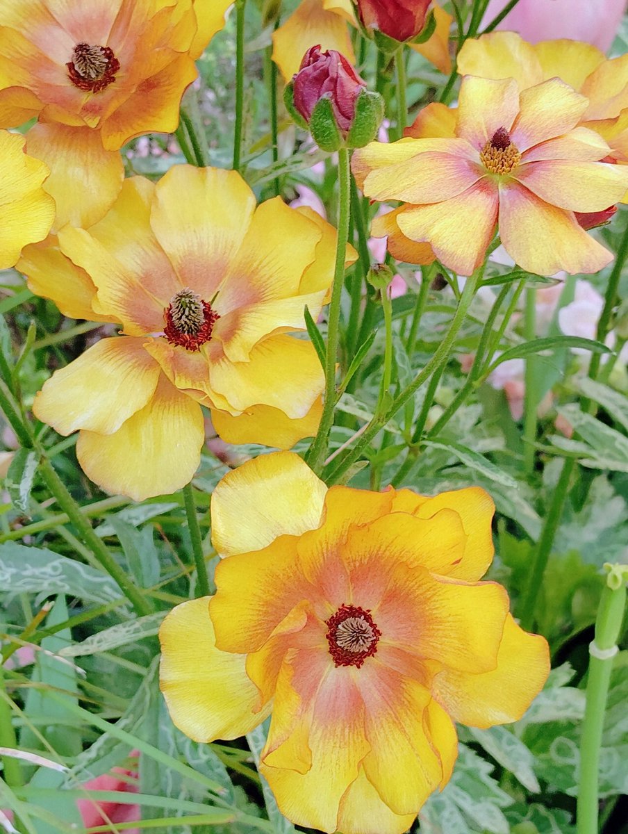 FWLMacZ95u95352's tweet photo. Oscar Wilde
Flowers bloom for their own joy.
🌸✨ #SelfJoy https://t.co/JijktPS2h9