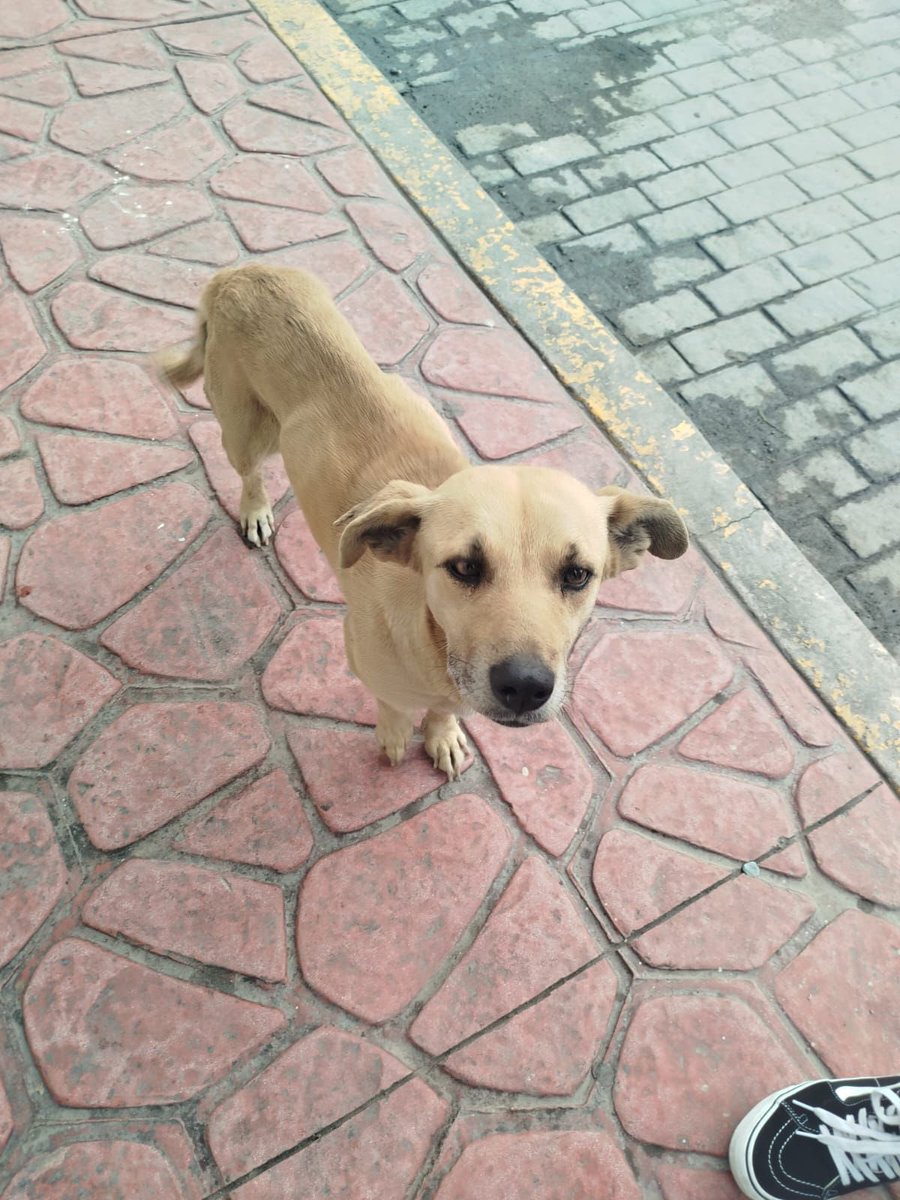 Soy Emilia y soy una perrita talla mediana-chica que tiene TVT. Es totalmente curable, solo necesito algunas sesiones de quimio y un hogar temporal porque ahorita estoy en situación de calle 🥺

Rescatalandia paga todo mi tratamiento y gastos, pero no puedo curarme en la calle