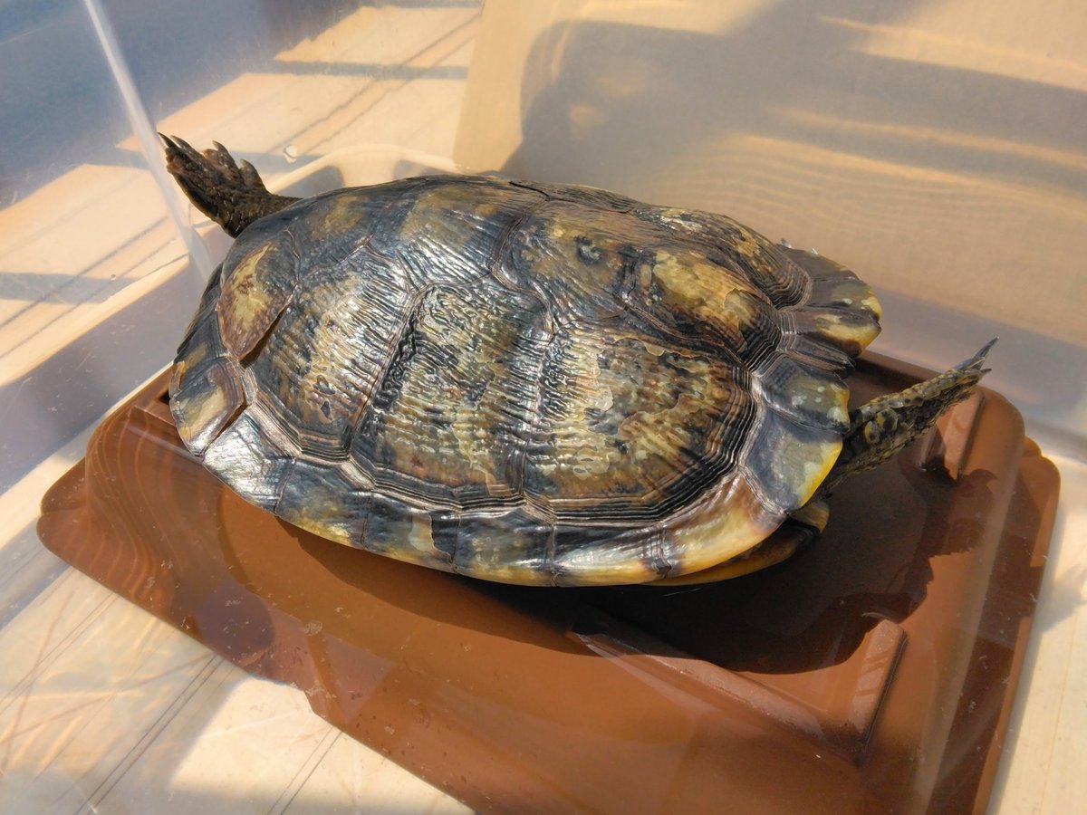お日様🌞好き？
🐢🐢🐢「はーい❣」