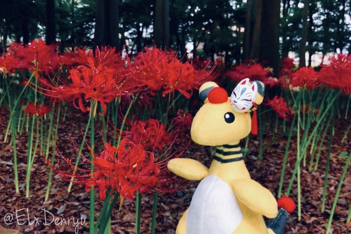 ヱル@デンリュウ㌠ tweet media