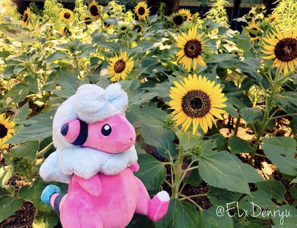 ヱル@デンリュウ㌠ tweet media