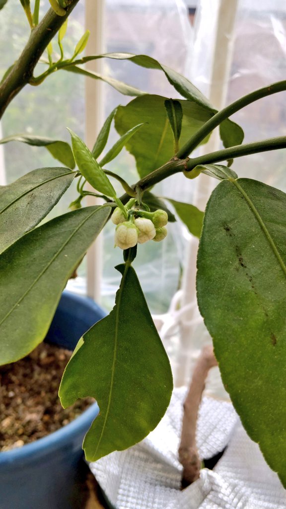 掃除魔 tweet media