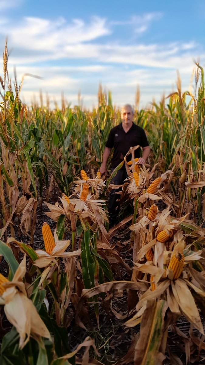 bongiovanniagro's tweet photo. Maiz BASF 7344 VT3P 
FS 05-12-2025
42.000  pl/ha logradas
1.4 espigas/pl

@BASF_Agro_ARG 
@mgbongio https://t.co/0jW72KgJ9g
