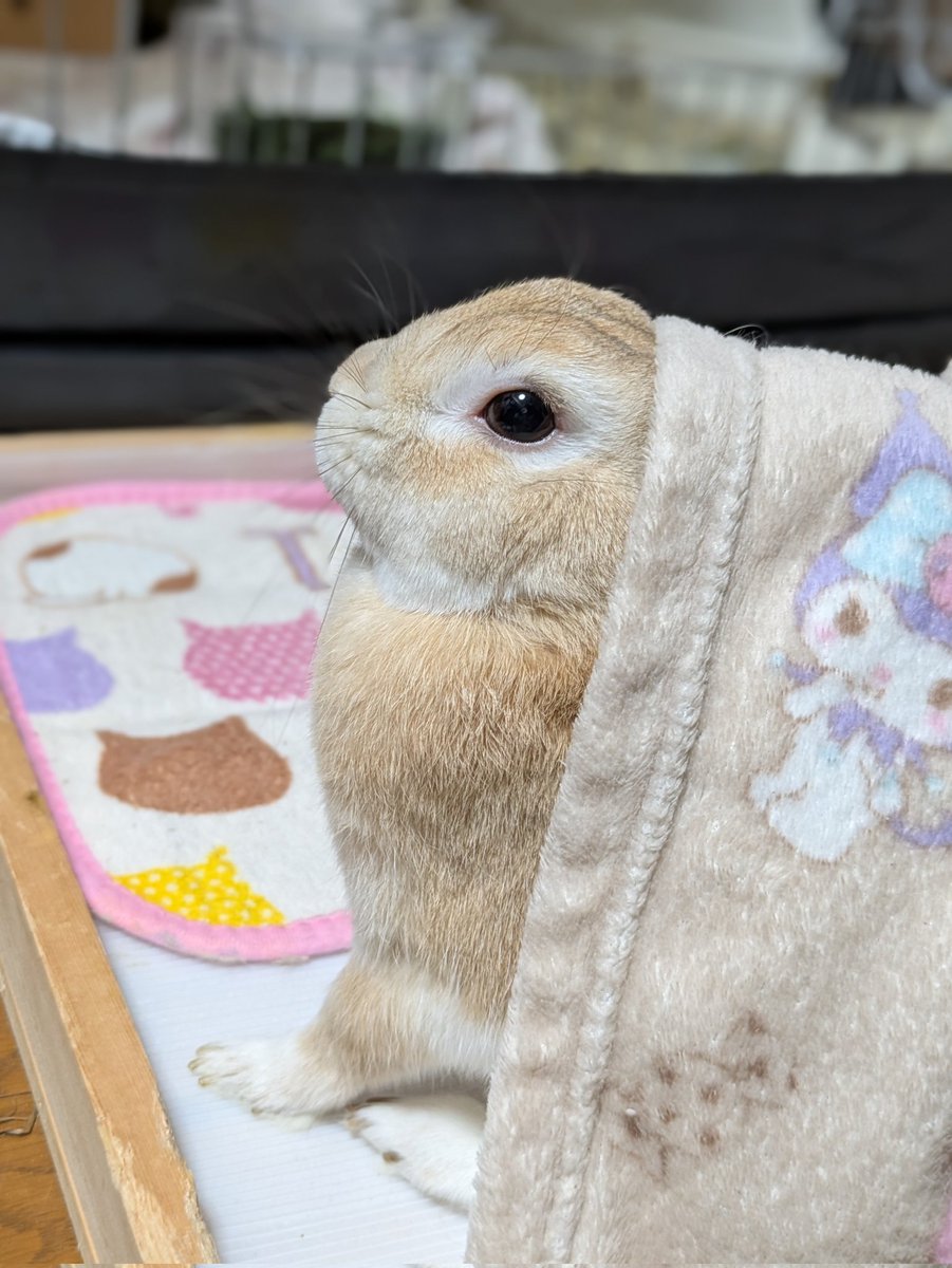 メル＆ココうさ tweet media