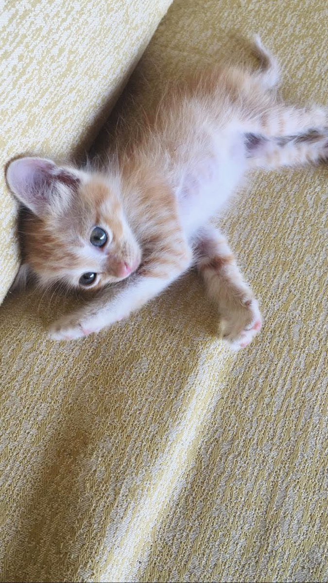 danecoments's tweet photo. Eu encontrei essa pequena voltando do trabalho há quase 6 anos. A ouvi miando e minha intenção inicial era dar ração e água apenas, mas ela me conquistou e não consegui mais largar. Mamãe ama! ♥️ https://t.co/OthMzHxzCi