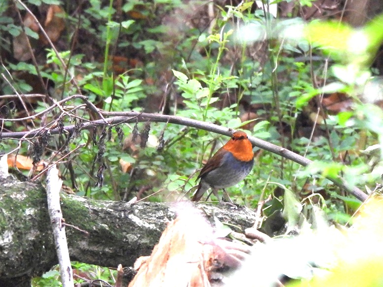 珍しく朝の散歩608
#コマドリ　初見