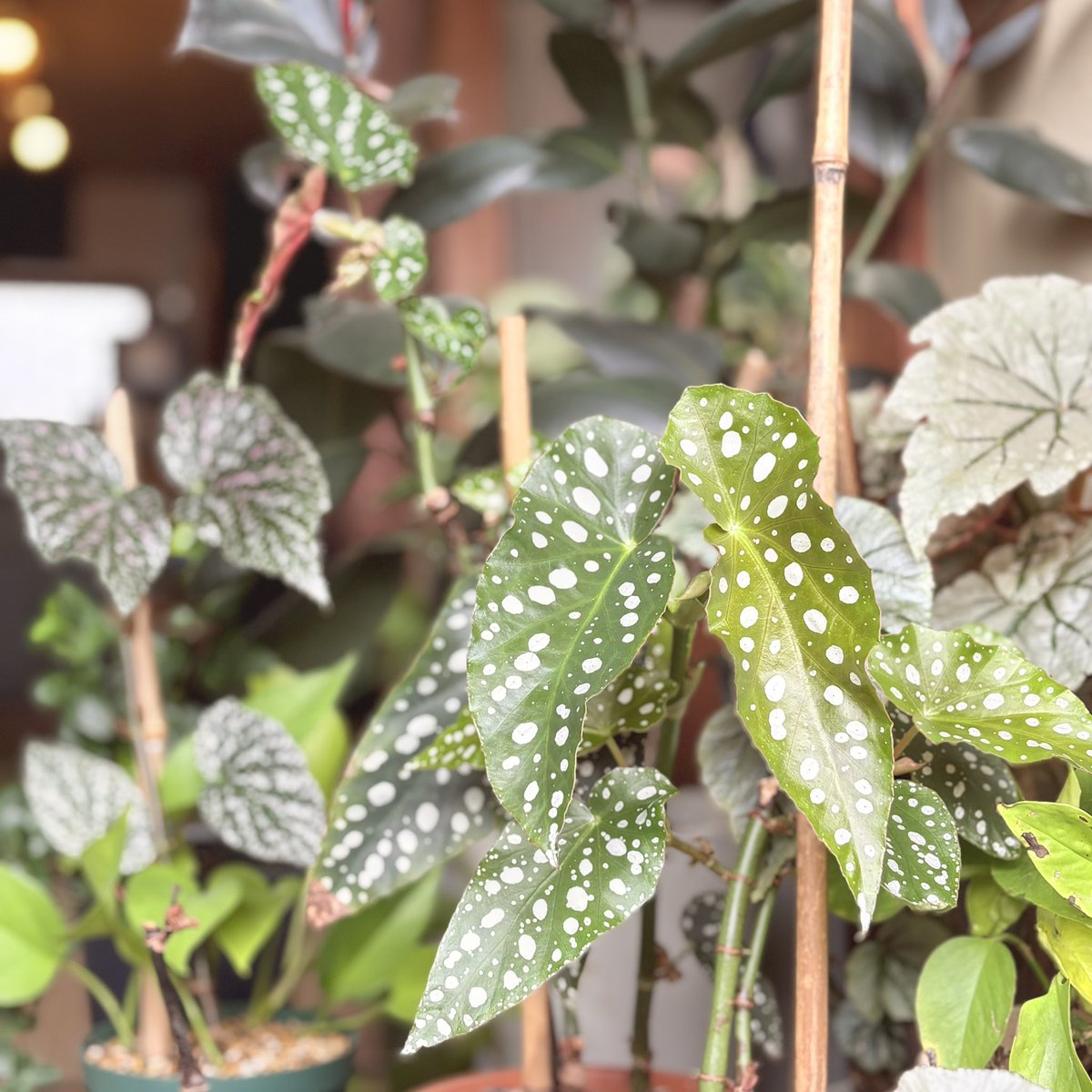 まぶたの痙攣は
休みなさいのお知らせ
葉っぱ観ながらリラックス
#観葉植物のある暮らし