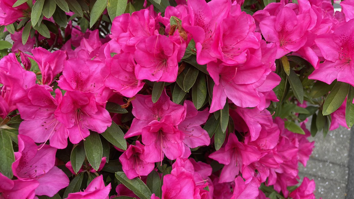 おはようございます！
朝の散歩🚶