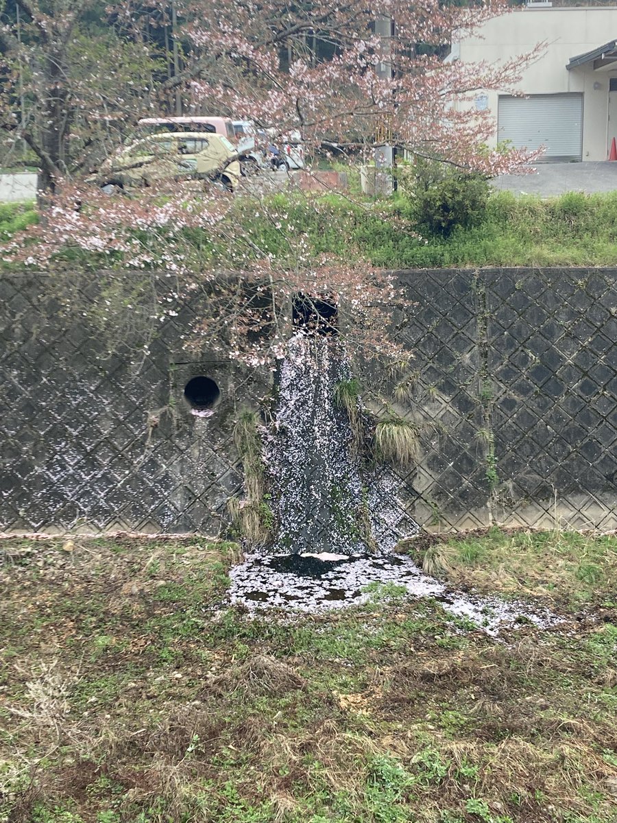 毎年楽しみな散歩コースの桜スポット

リバース桜と呼んでる(ご)