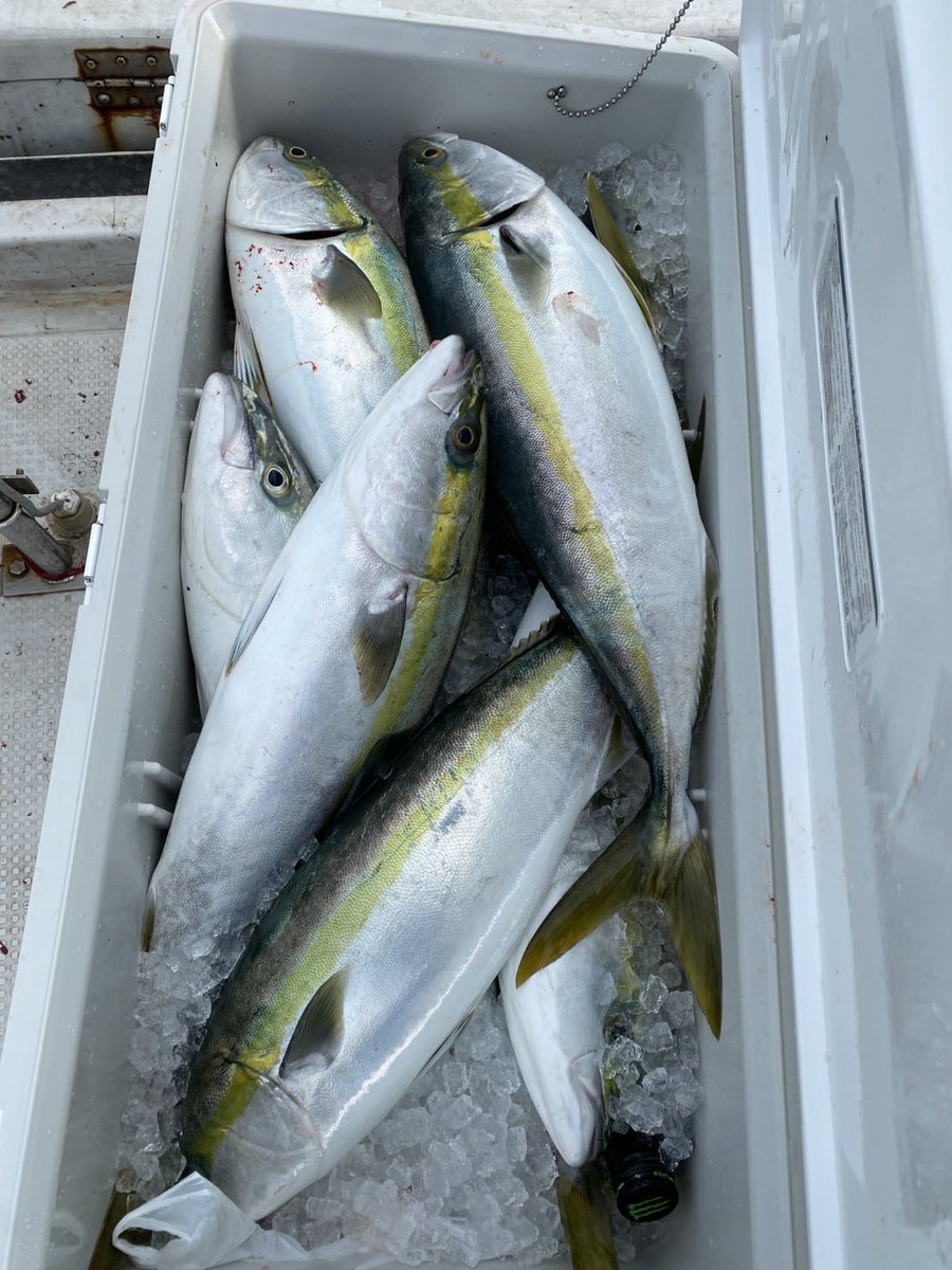 PrccqIObm1nMqFU's tweet image. 弊社モニター様
@JaredLeto1040 さんに
隠し球を送りつけたんですね。
コレ塗料と色@tomoe3297 の奥様が使われた色と同じ配合のを送ったんすよね。
サクラマスと鰤の共通点色覚塗装。
他社じゃ高すぎて使わない塗料。

で今報告がですね…

#のりお兵長が達人なだけじゃね？

#TGF