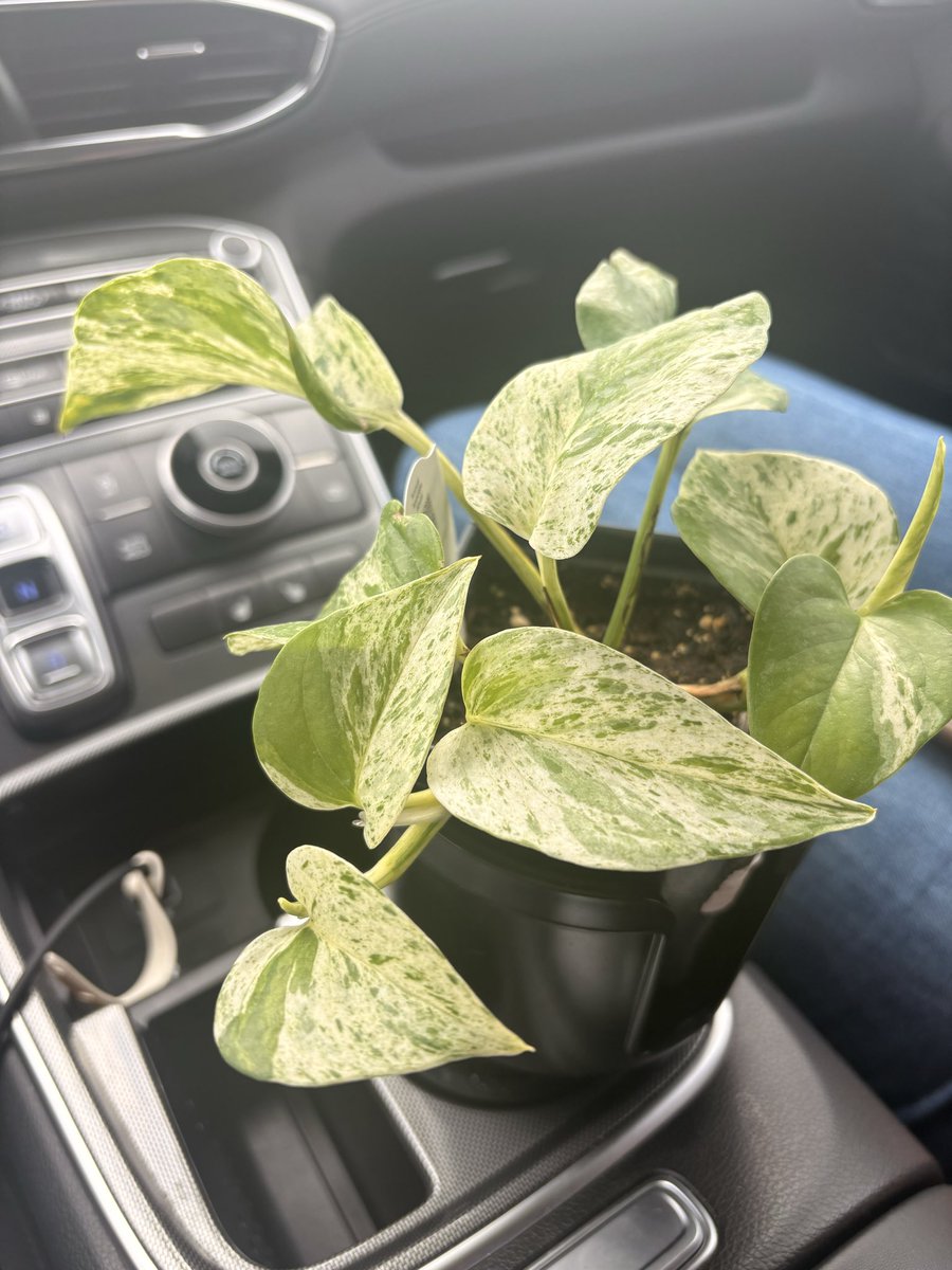 SPowell2319's tweet photo. I picked up my new plant-child to take back to @FMHS9 from the annual @teccw_hort sale! ❤️😍🪴 https://t.co/MB8ADEjlYR