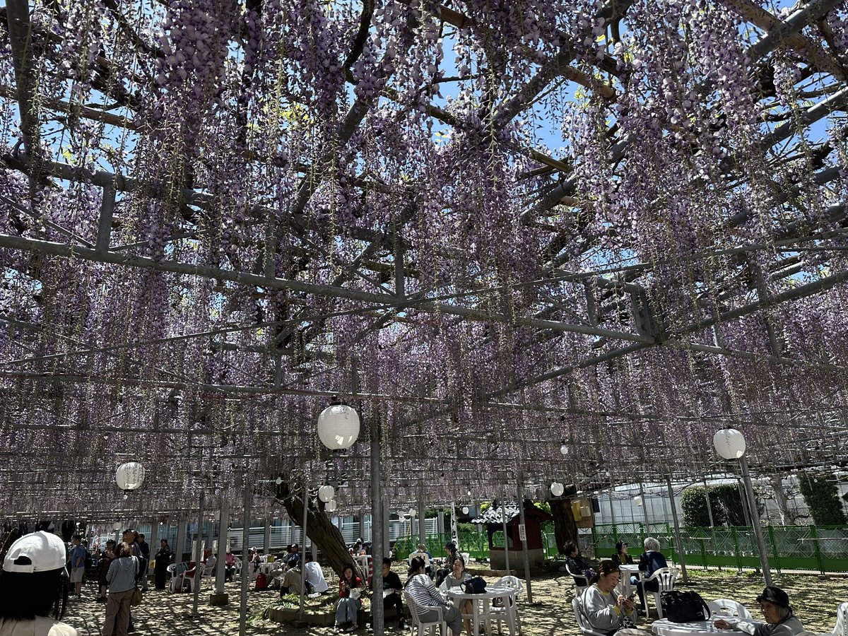 esedition's tweet photo. 〜Sin's photograph〜

おはこんばんにちわ〜シンです😊
昨日は柳川の藤の花祭りへ✨
2週間しか見れない藤の花めっちゃ今年も綺麗で良い香り👌
露店も沢山出てて良い日和でした🎶
そしてお昼ご飯は柳川と言えばのあの店へ…☝️
続きは次の投稿で😆(笑)
 #福岡柳川
 #中山の大藤 https://t.co/cwS4VV72ES