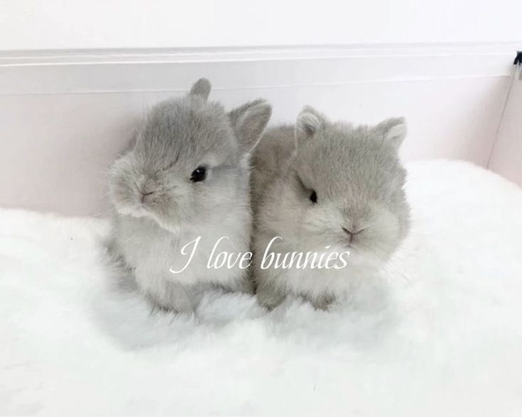 bunequnha's tweet photo. ㅤㅤ

                ྀི˃̵ ֊ ˂̵ https://t.co/ZWjIQz3kfz