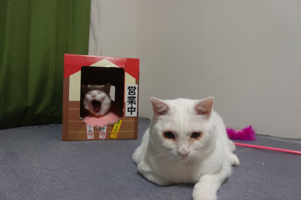 ねこかます tweet media