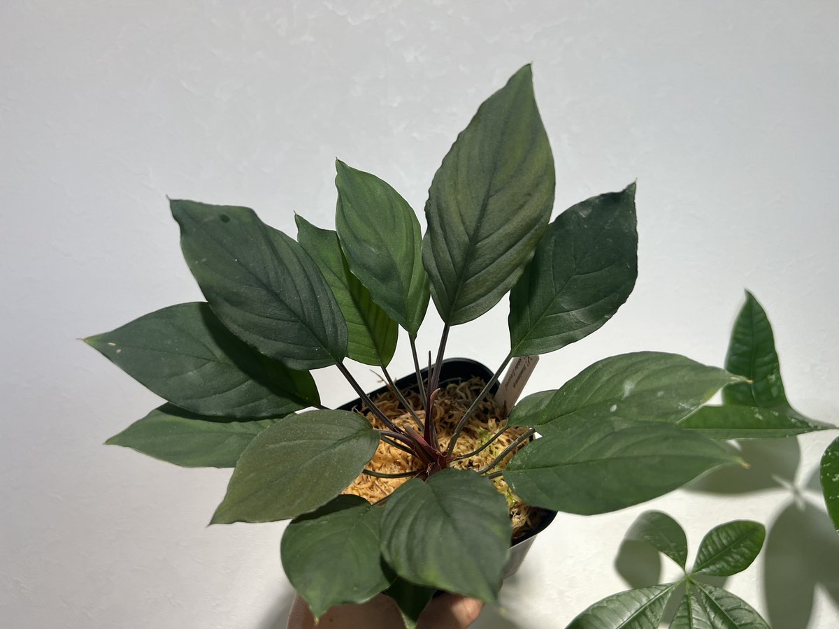 しょうた tweet media