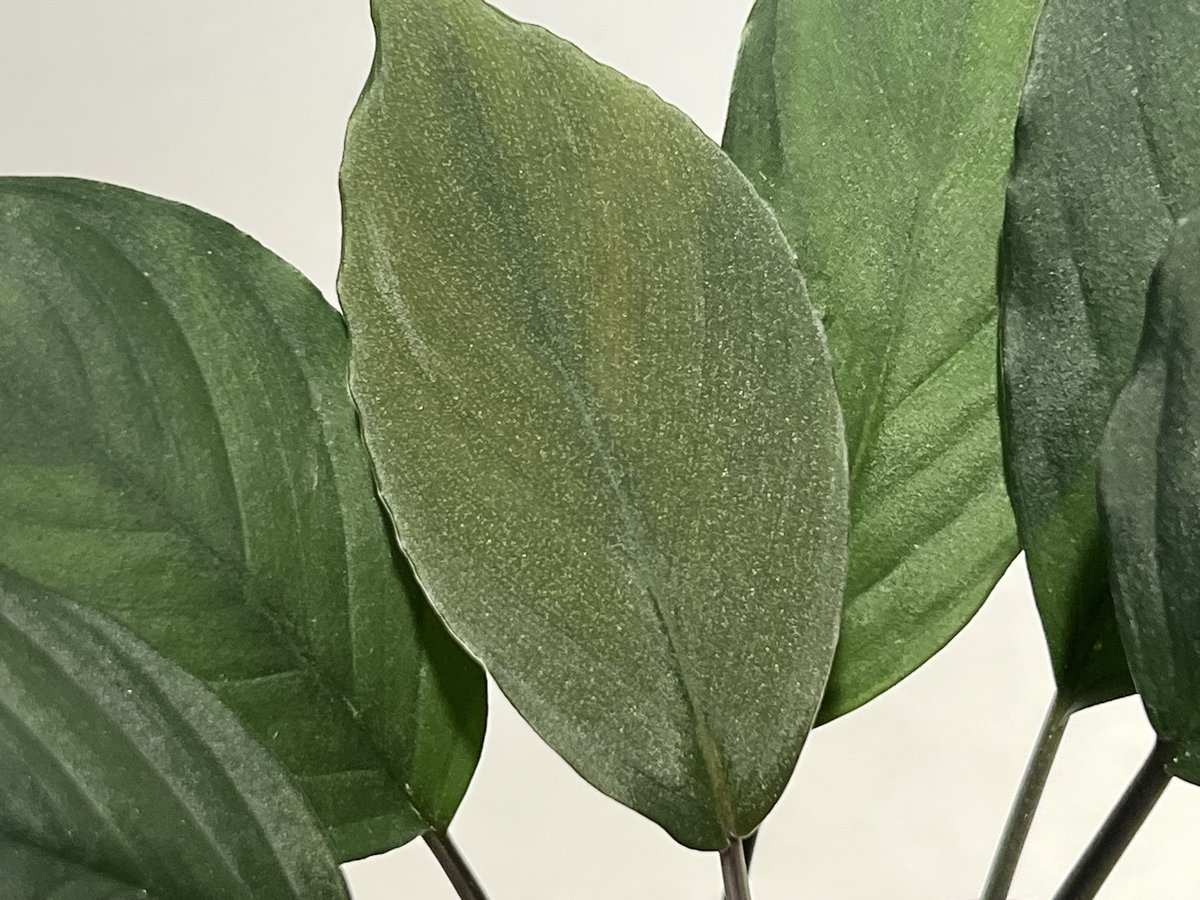 しょうた tweet media