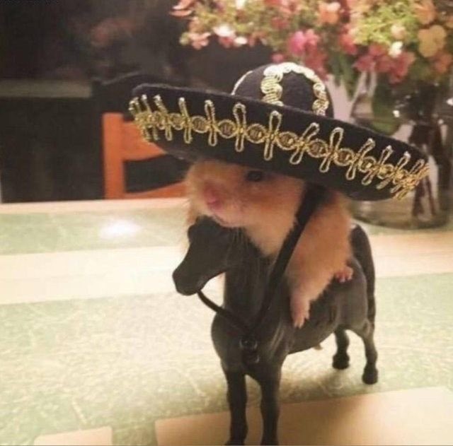 썬햄이 tweet media