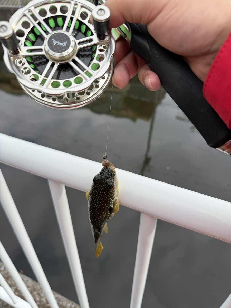 へちぼうず tweet media