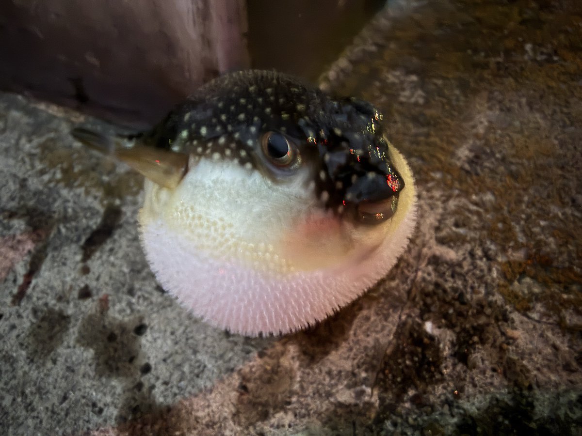 へちぼうず tweet media