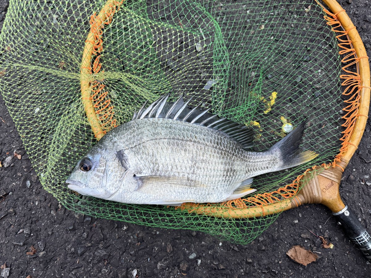 へちぼうず tweet media