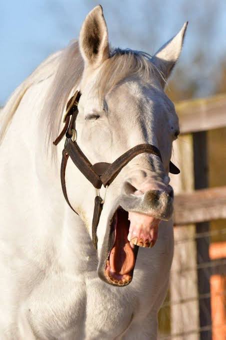 てこtecopoot tweet media