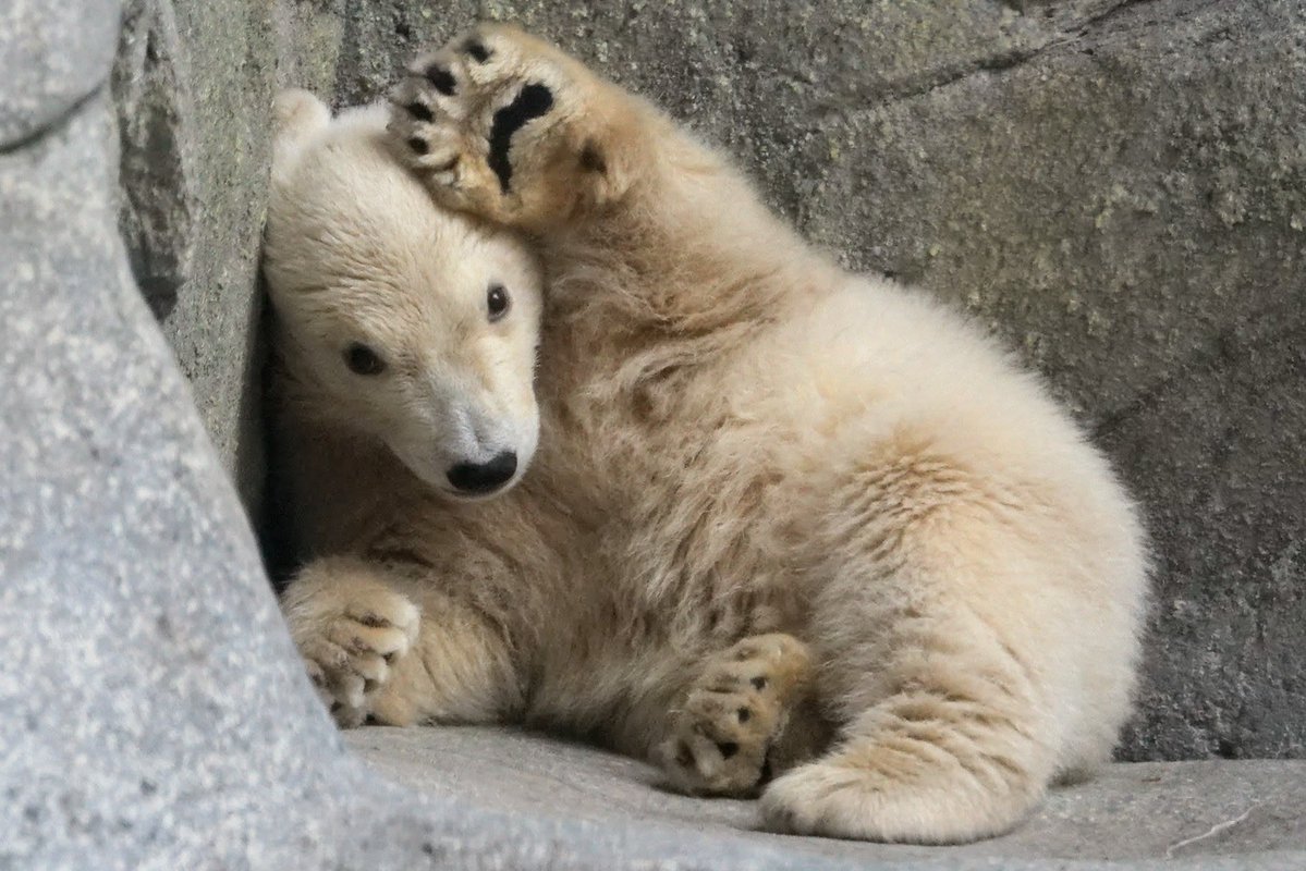 ねこさん.. tweet media