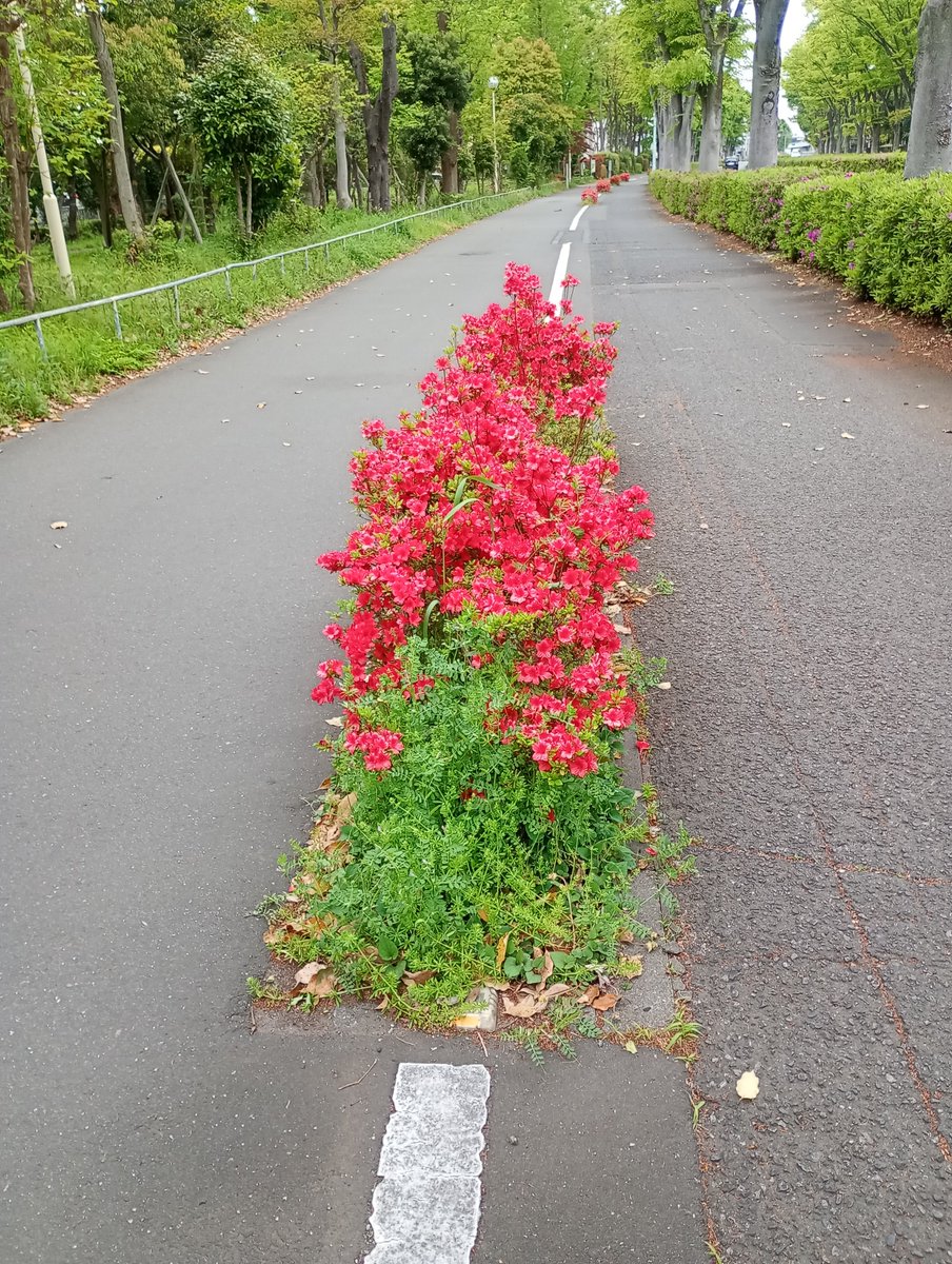 ツツジといえば・・・自分が小学3年生のとき、学校の花壇にもツツジが植わっていたんですね。あるときツツジは花弁の花床付近が美味いといううわさが ...