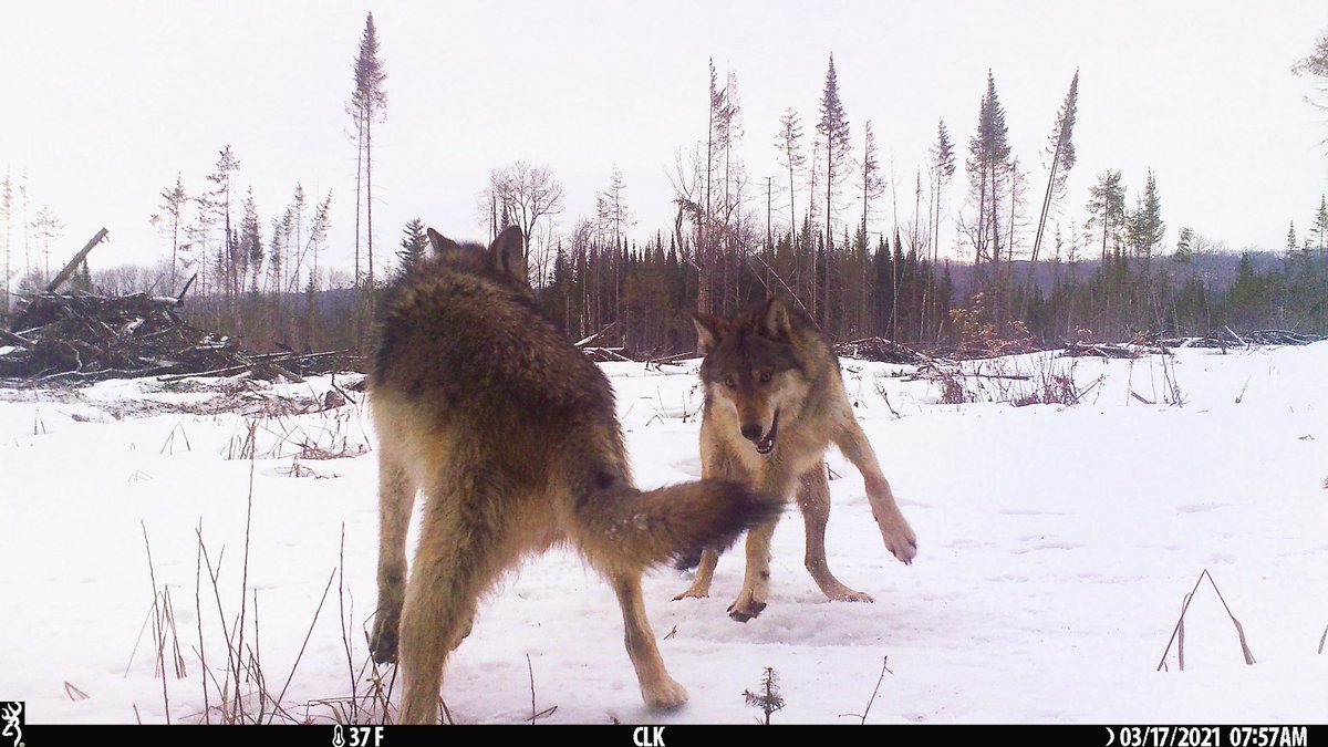 trailcam tweet media
