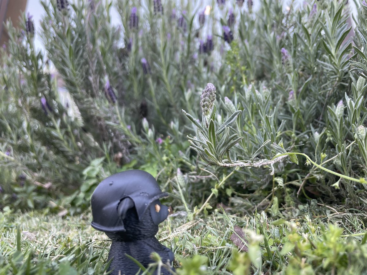 はみぃ　ザ　ヘッジホッグ tweet media