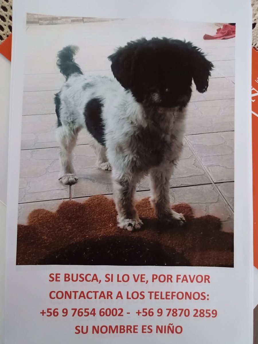 BrendaEtchegar1's tweet photo. El Tabo, El Quisco, Algarrobo, SE BUSCA a Niño. La familia lo  sigue buscando, es de Stgo. y se perdió en El Tabo. 56976546002 🙏🙏🙏 https://t.co/rMf5jJKuQm