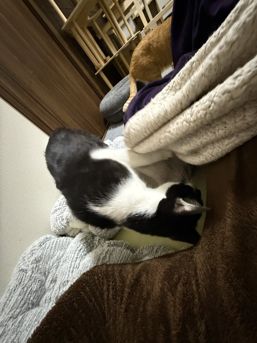 狛の家宅捜査が始まりました

#猫
#保護猫
#猫好きさんとつながりたい
#猫のいるくらし
#cat
#茶キジ
#茶トラ
#ハチワレ