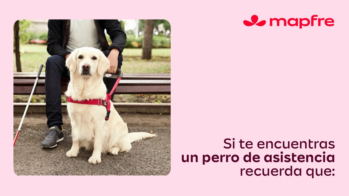 MAPFRE_MX's tweet photo. Son los mayores aliados para muchas personas. Conoce nuestro Seguro para Mascotas y dale el respaldo que necesita.  #MapfreVamosDondeVas #CuidamosLoQueTeImporta https://t.co/wYFMjXDBv0