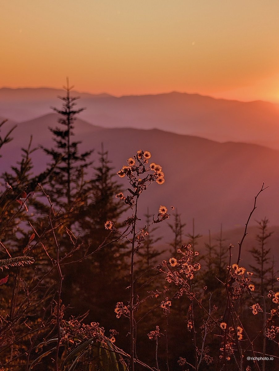 Rich Photography tweet media