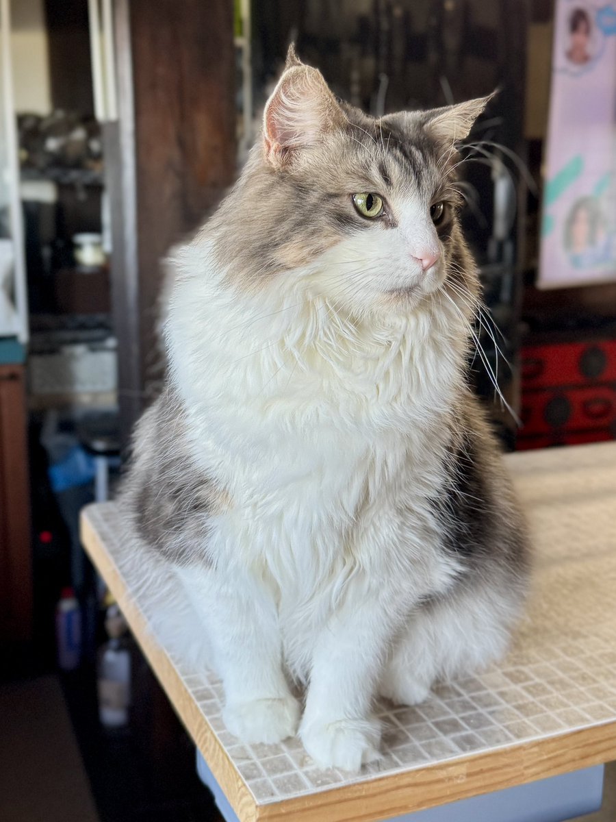 PORTA｜MaineCoon & Siberian tweet media