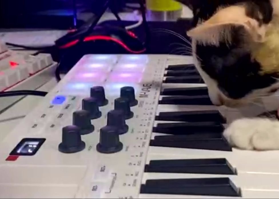 besourinhas /‘ tweet media