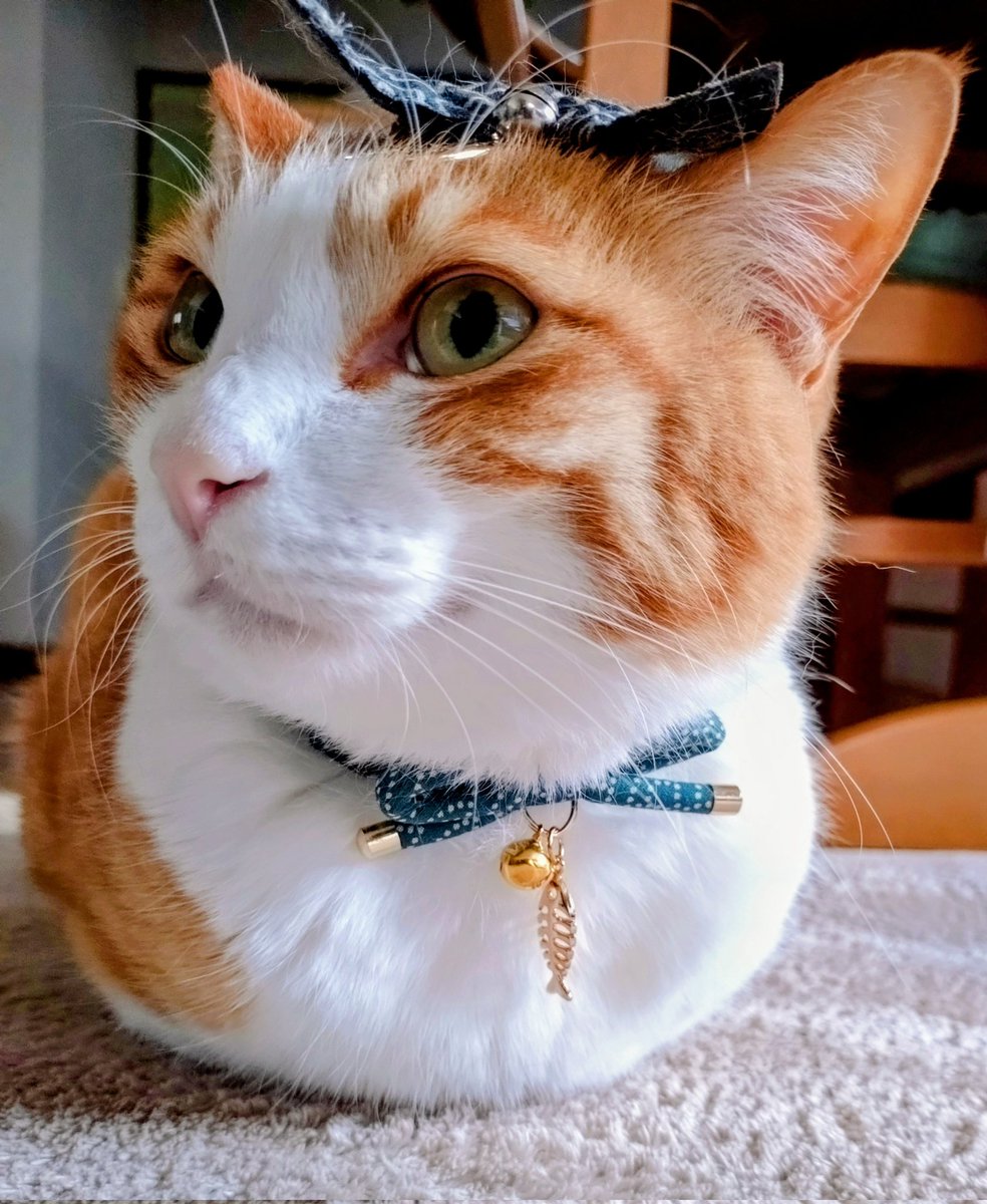 本日6歳になりました🎂
お魚のチャームつきリンリン貰ったよ🐟️
#誕生日
#birthday