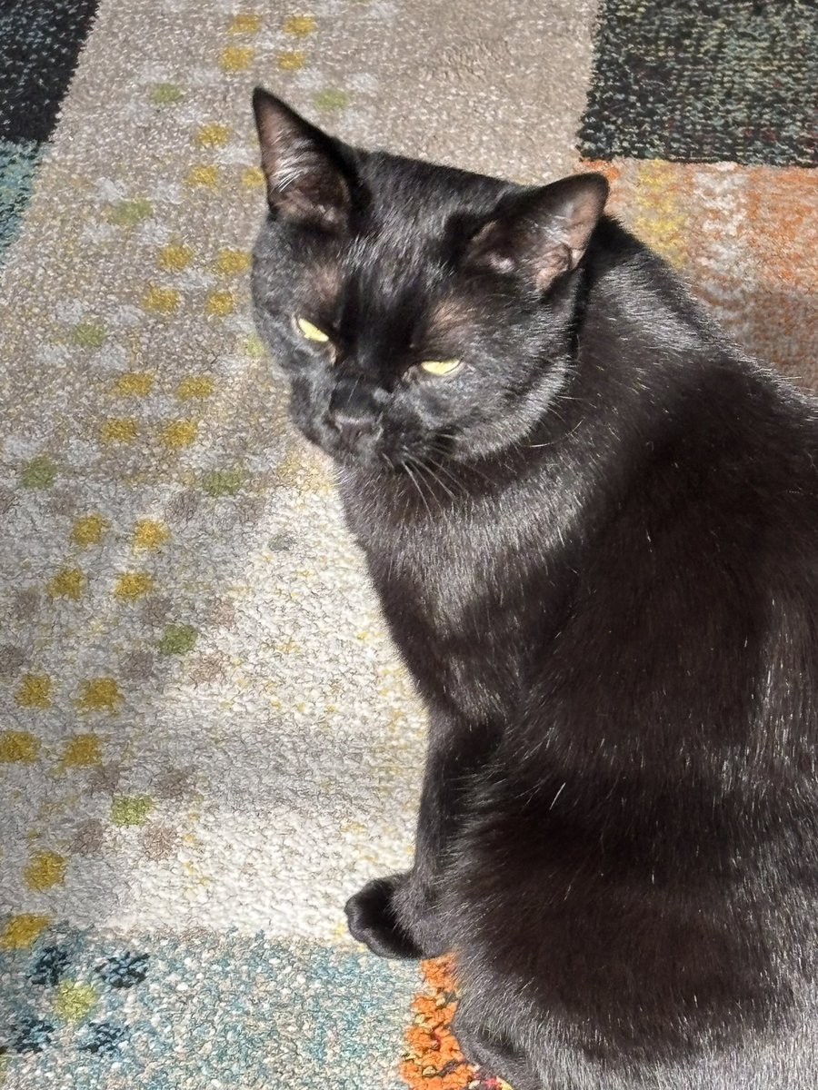 ハタケ tweet media