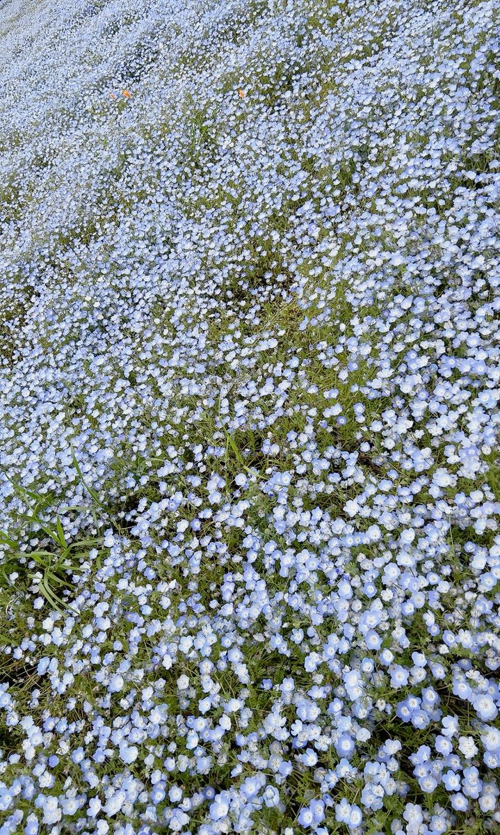 おはようございます☁️

昨日は赤坂見附から渋谷までたくさん歩きました👣
途中青山や表参道などおしゃれな街を見てなんだか背筋が伸びた気がします✨

今日も元気に頑張りましょう
╰(*´︶`*)╯♡
