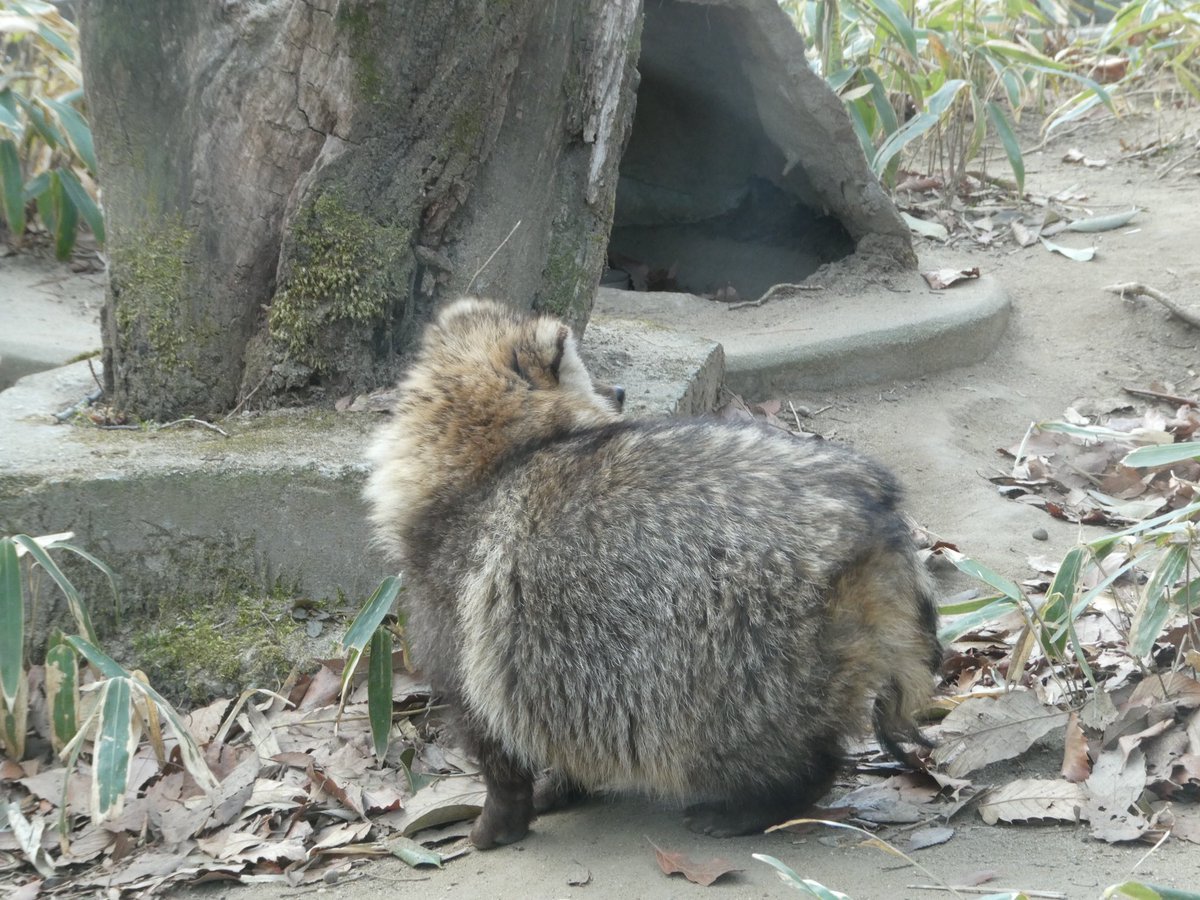 #これを見た人はお気に入りのタヌキを貼るおねがい
