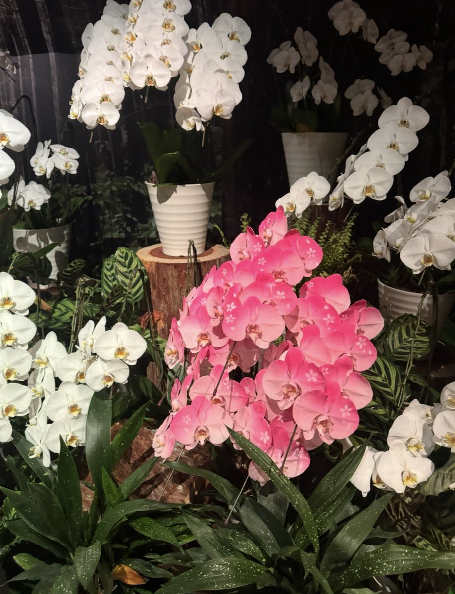 ぽっちぃ tweet media