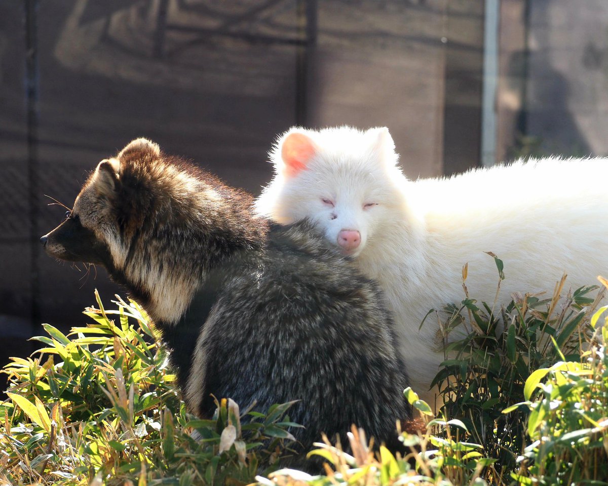 #タイムラインをタヌキだらけにする
リュウ🌿