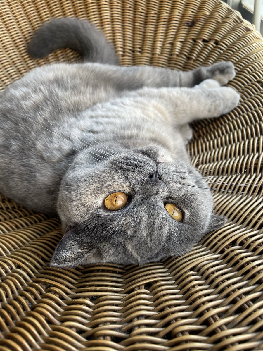 COFFEA EXLIBRIS kettle tweet media