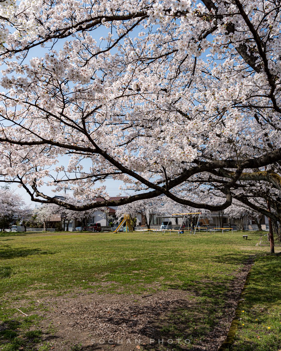 x_sochan's tweet image. じいちゃんの桜①

ᴅᴀᴛᴇ : 2026.4.2
ʟᴏᴄᴀᴛɪᴏɴ : 富山県富山市

ᴄᴀᴍᴇʀᴀ : SONY α7IV
ʟᴇɴs : FE 24-70mm F2.8 GM II

#SonyAlpha 
#これソニーで撮りました