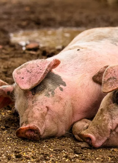 rogueLDSpriest's tweet image. youtu.be/Vv9Bh6Pu3uc?si…

@TuckerCarlson, I wouldn't Be all that Offended

This is the Guy Who Spent the 90's as an Epstein Client

But He Stopped Rolling with the Guy Once He realized He was Dealing with #SlaveGirls

You gotta treat Him more like a Gentile

#Gentle 
 Pet the Pig