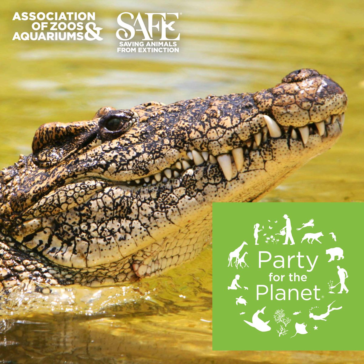 ReidParkZoo's tweet image. Reid Park Zoo is celebrating #EarthDay at our #PartyForThePlanet event today April 18! 🌎
One of the ways our Zoo connects with nature is through a zoo-wide BioBlitz. This is when we observe wildlife and note our observations with the free @inaturalist app
inaturalist.org/projects/2026-…