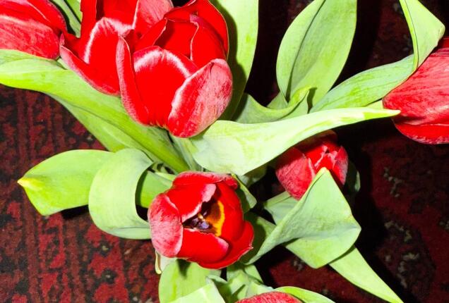 Tulips - opportunity to serve tinylf.com/RCypSLzW4z6G #realloyalfans