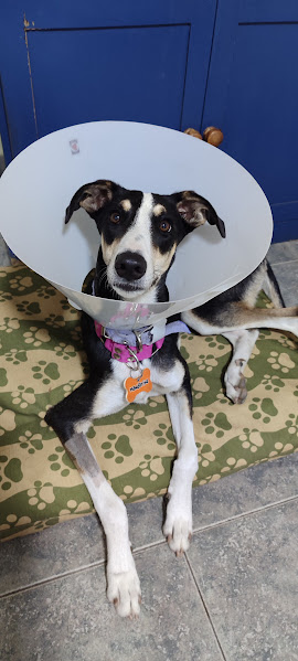 Indieta 🐾 tweet media