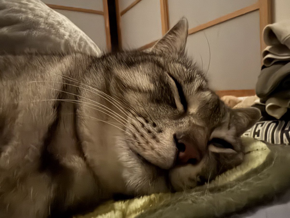 しののめ tweet media